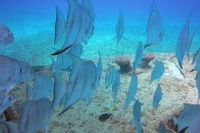 米兰平台-花样游泳世界杯中国组合获最佳表现奖，花样游泳世界杯冠军